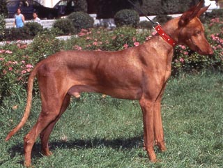 podenco canario cuerpo