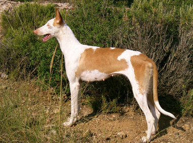 Podenco Ibicenco cuerpo